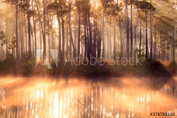 Fotomural Bosque Con Niebla Y Reflejo Naturaleza