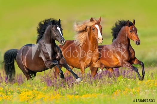 caballos corriendo en un campo