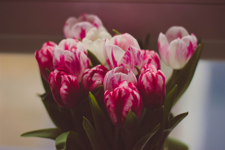 Fotomural Tulipanes Blancos Y Rosas flores