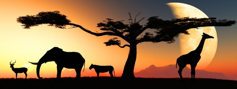Cuadro enmarcado Animales africa
