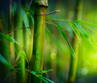 Cuadro enmarcado Ca a bambu