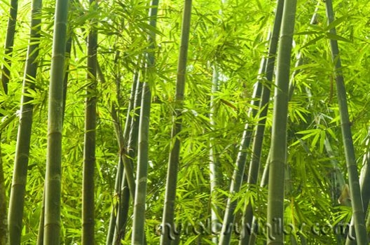 Fotomural Bosque de Bambu en Vinilo