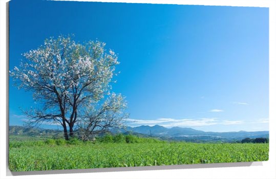 Cuadro Almendro En Flor Bajo El Cielo Azul | 100% a Medida