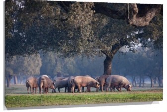 Lienzo Cerdos ibericos en una dehesa