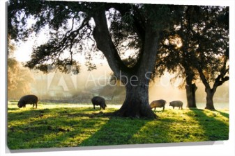 Lienzo Cerdos ibericos bajo un arbol