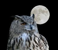 buho_luna_plata_Fotolia_460697_Subscription_L.jpg