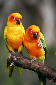 loros_Fotolia_5729003_Subscription_XL.jpg