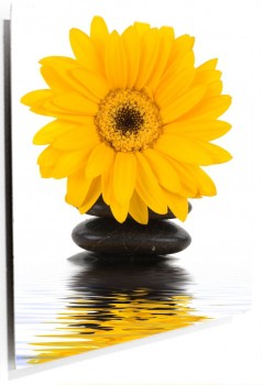 Cuadro Flor Amarilla Y Piedras Negras | 100% a Medida