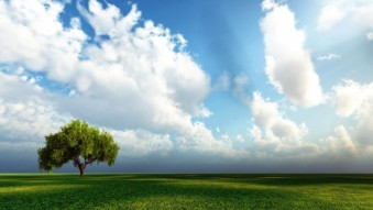  Murales Arbol nubes