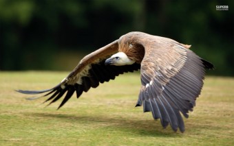  Murales Aguila