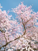  Murales Arbol en flor