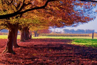 Fotomural floresta otoño - Murales de pared en vinilo y lienzo