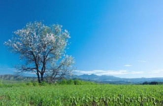  Murales Almendro en Flor bajo el cielo azul